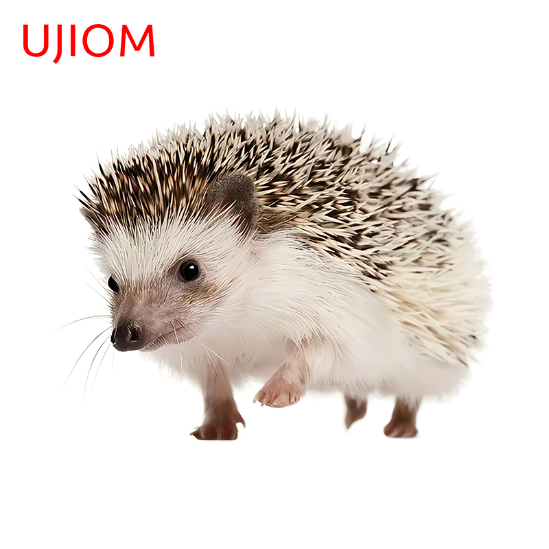 UJIOM 13cm Funny Hedgehog Cute - Baby Nursery Vinyl Wall Stickers 리뷰 및 가격