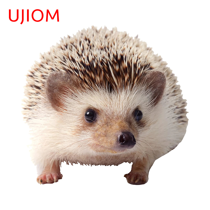 UJIOM 13cm Funny Hedgehog Cute - Baby Nursery Vinyl Wall Stickers 리뷰 및 가격